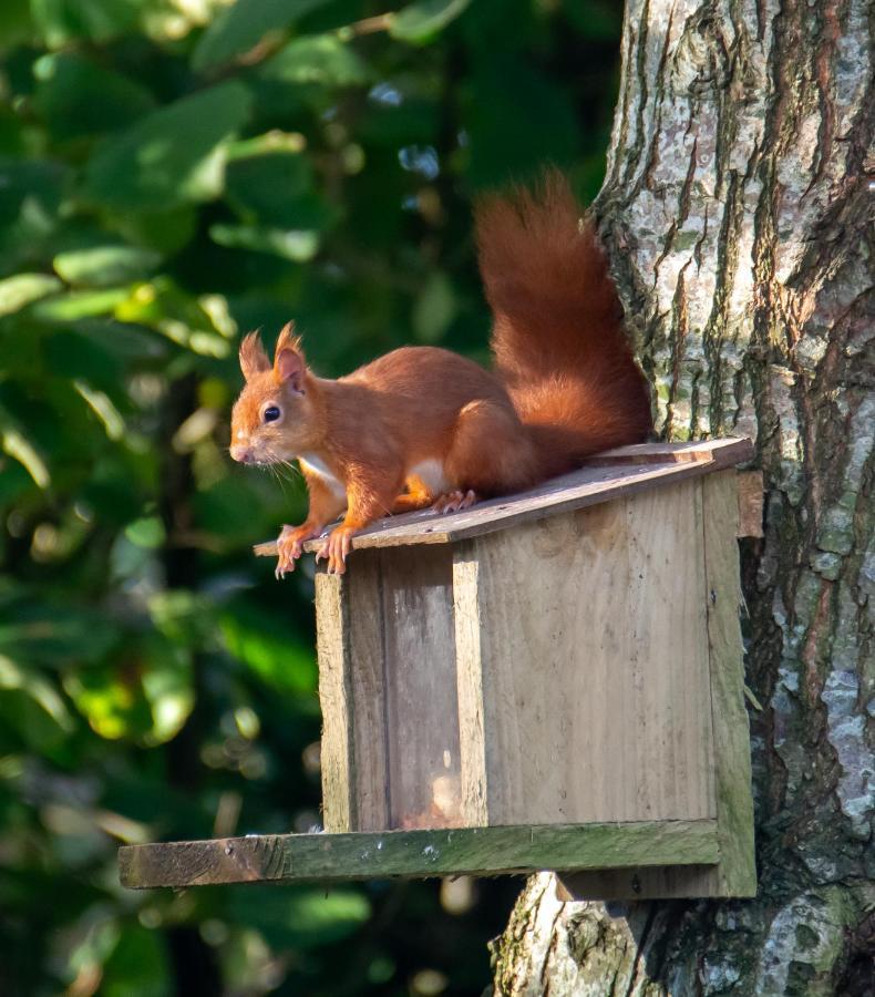 Red Squirrel Holiday Home In The Countryside, 10 Mins To Lligwy Beach Llandyfrydog Bagian luar foto